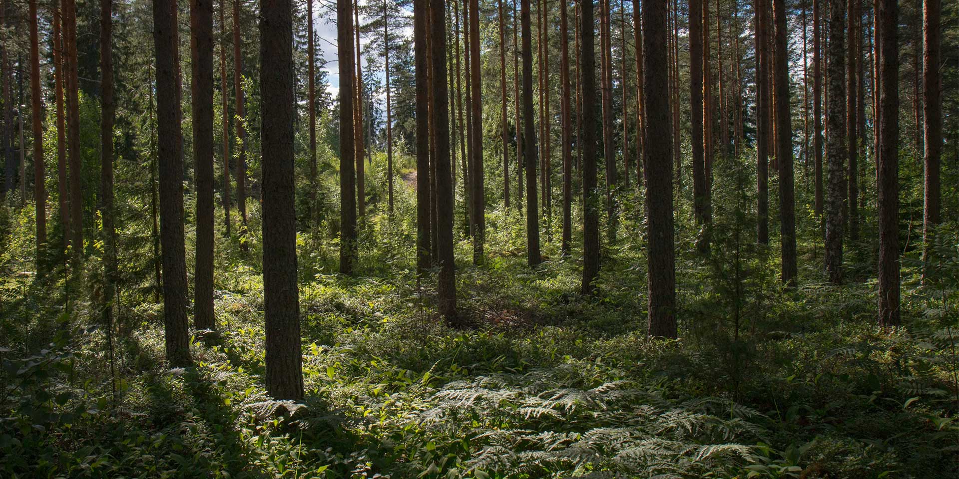 Smart Network Forestry